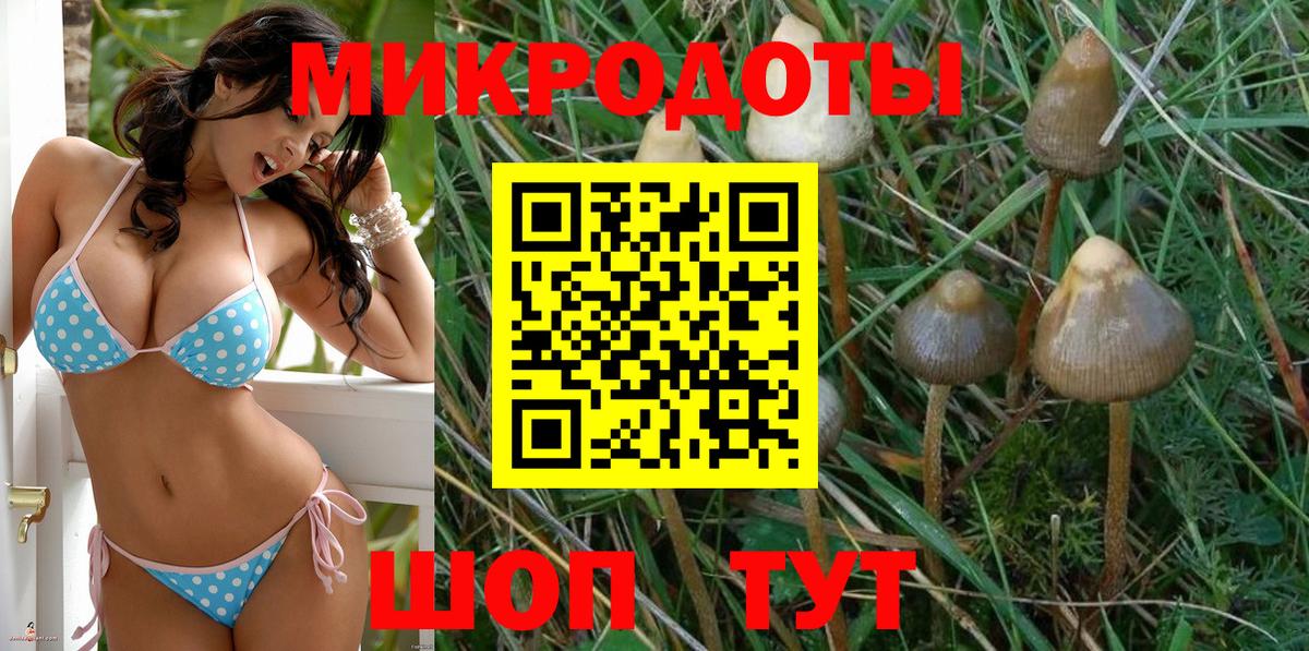 Псилоцибиновые грибы Psilocybine cubensis Асино